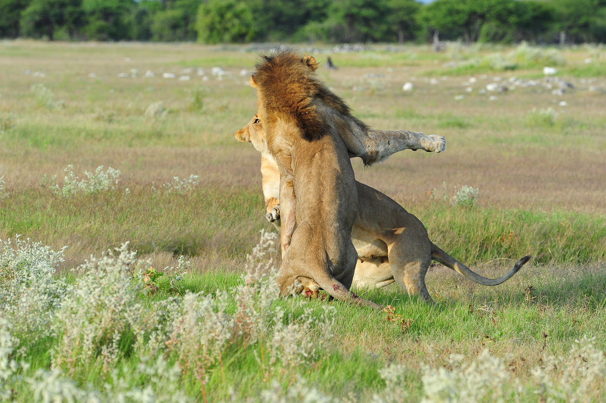 Lions fighting near Chudop waterhole in Etosha