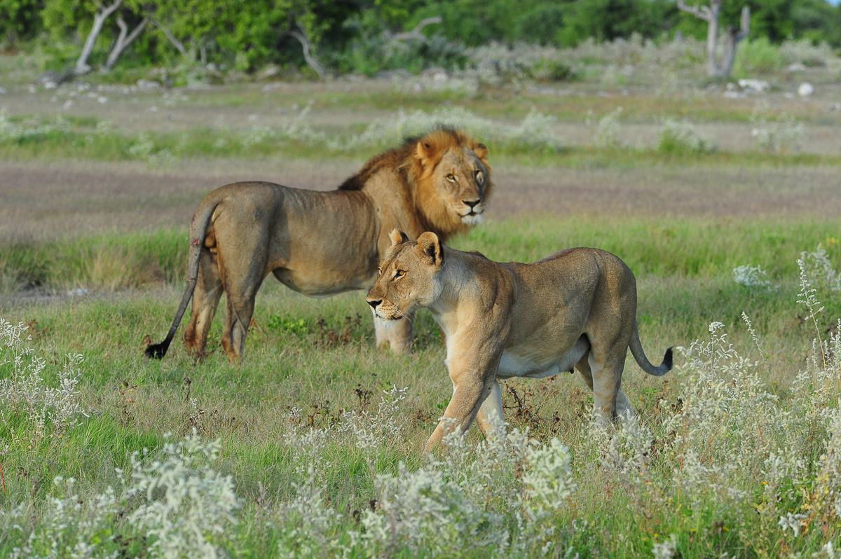 lions near Chudop waterhole Namutoni camp in Etosha