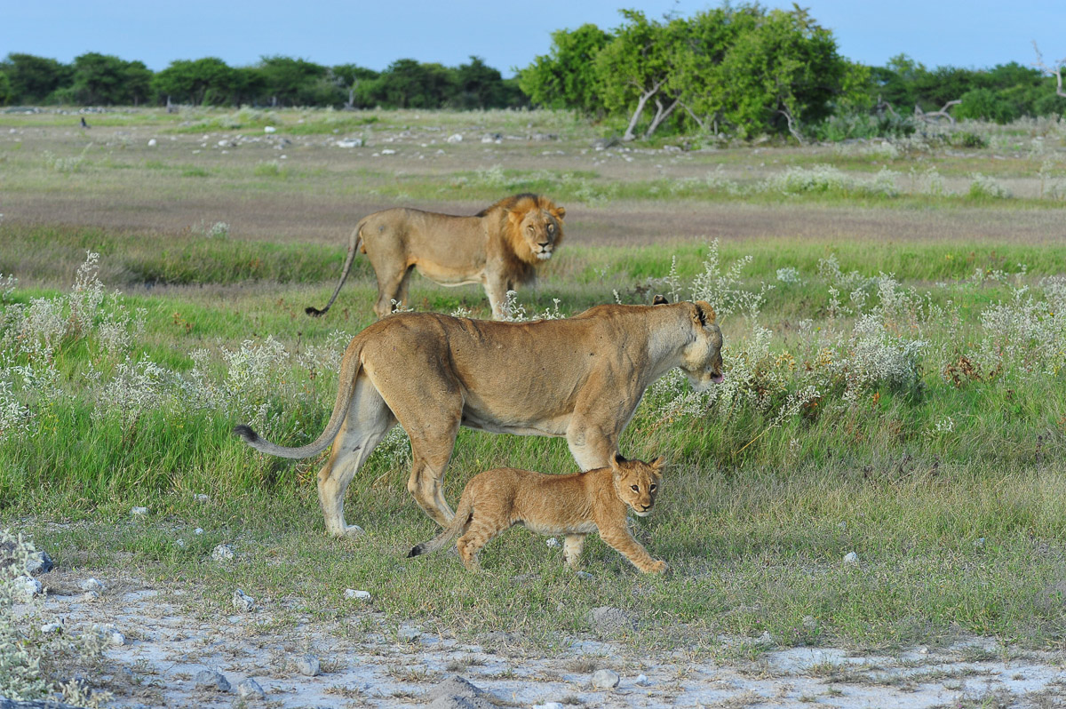 Lions walking towards Chudop waterhole in Eothsa