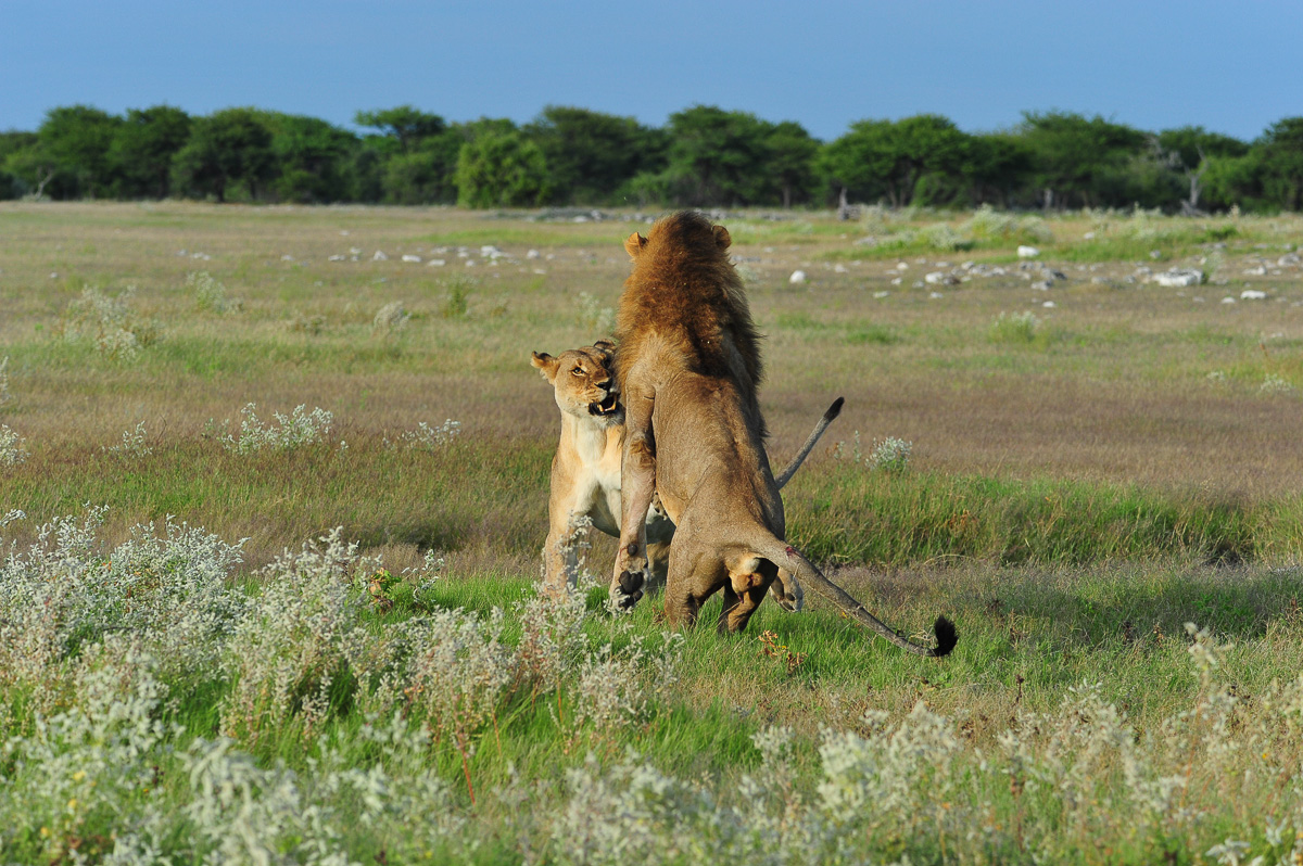 lions fighting near Namutoni in Etosha