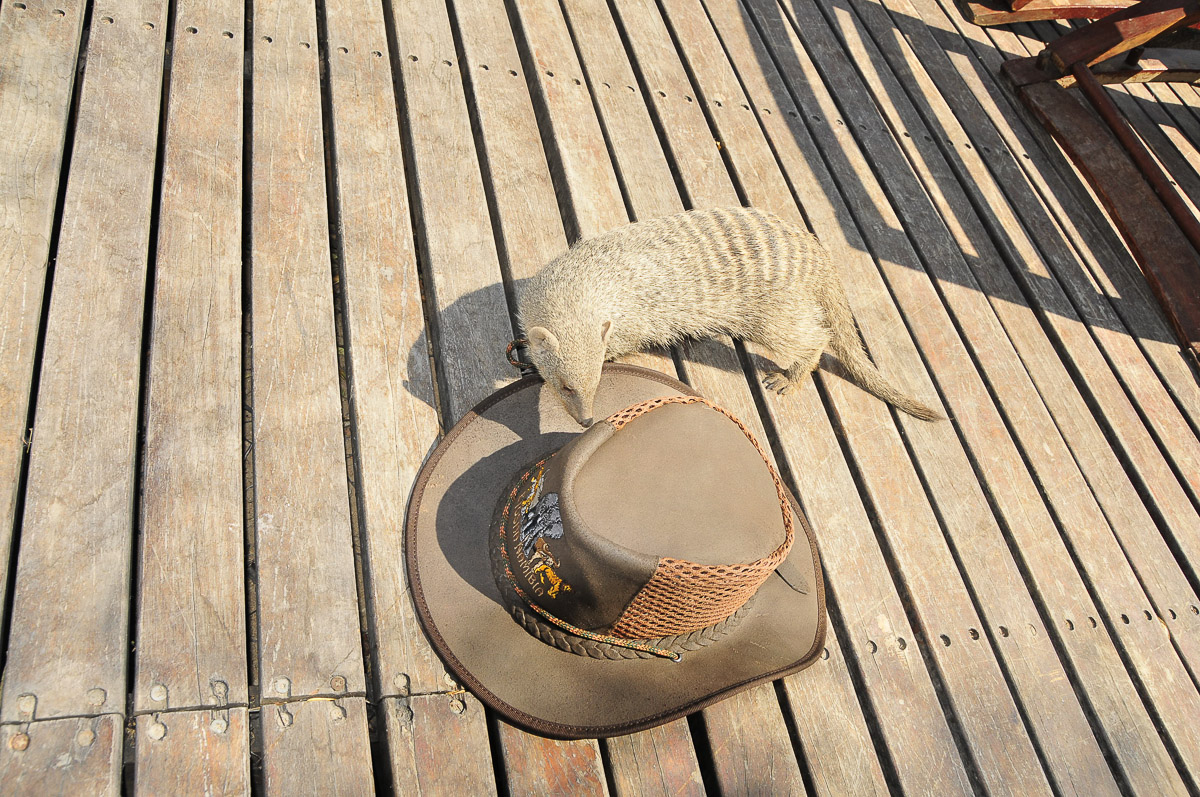Mongoose checking out Marios hat at the pool in Namutoni camp