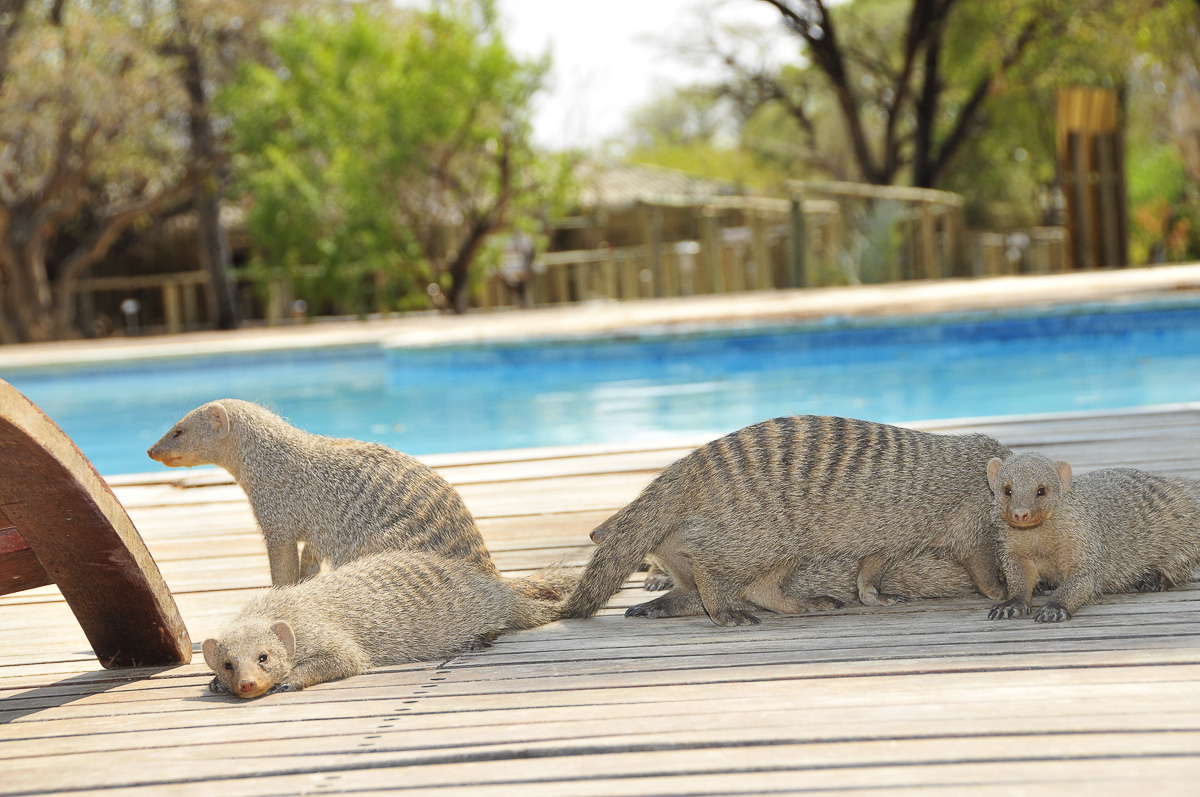 Banded Mongoose like to hang out near Namutoni camps pool