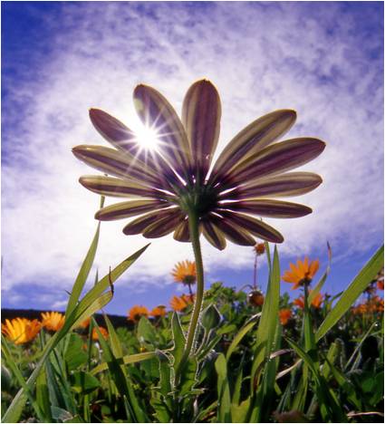 Namaqualand Daisy