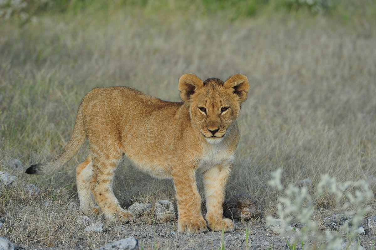 Namatoni lion cub in Etosha National Park