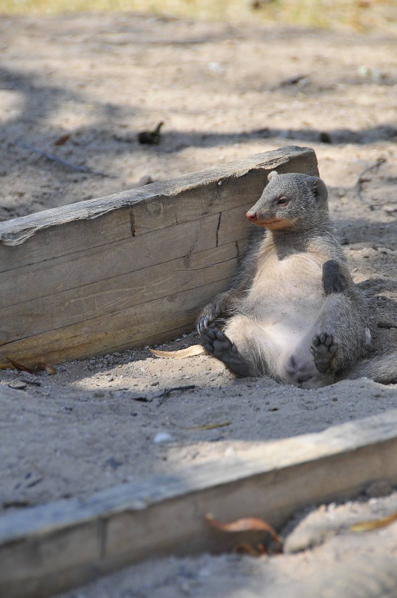 Namutoni banded mongoose the night after