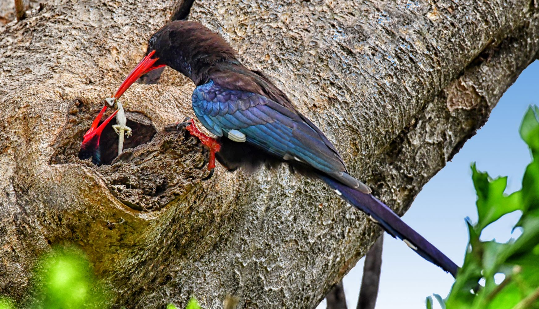 Green Wood Hoopoe-image taken in Madikwe River Lodge garden Green Wood Hoopoe-image taken in Madikwe River Lodge garden