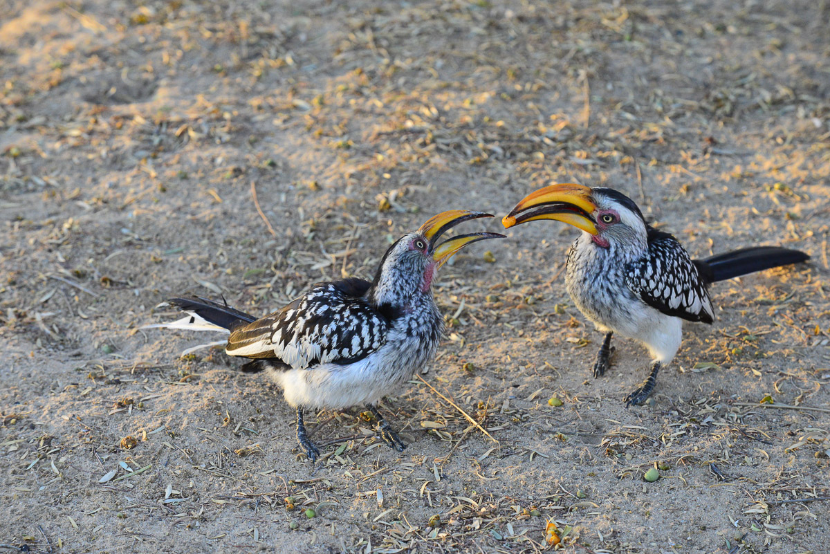 Nossob Yellow-billed hornbills