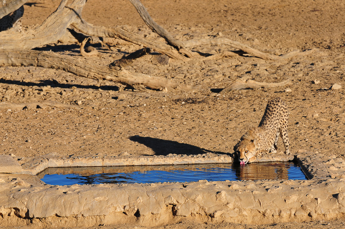 cheetah cub drinking at Nossob hide