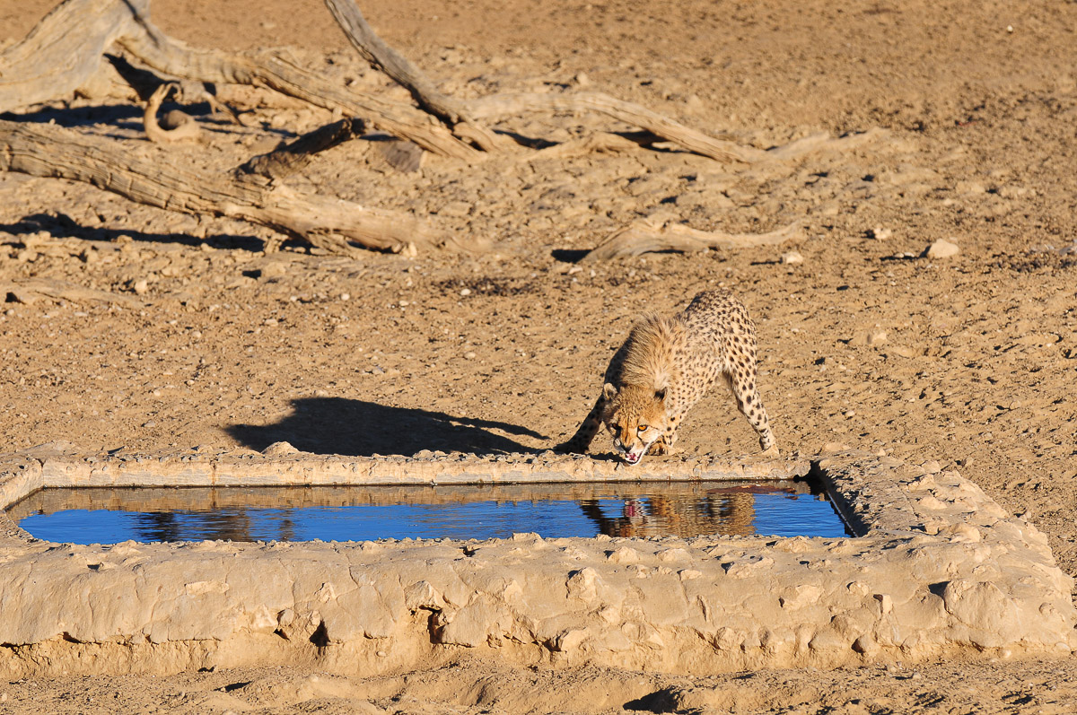Nossob cheetah cub hissing