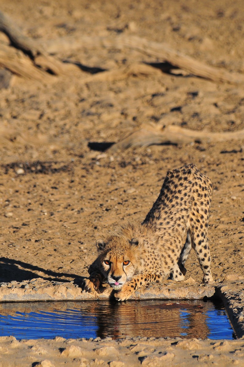 Young cheetah at Nossob waterhole