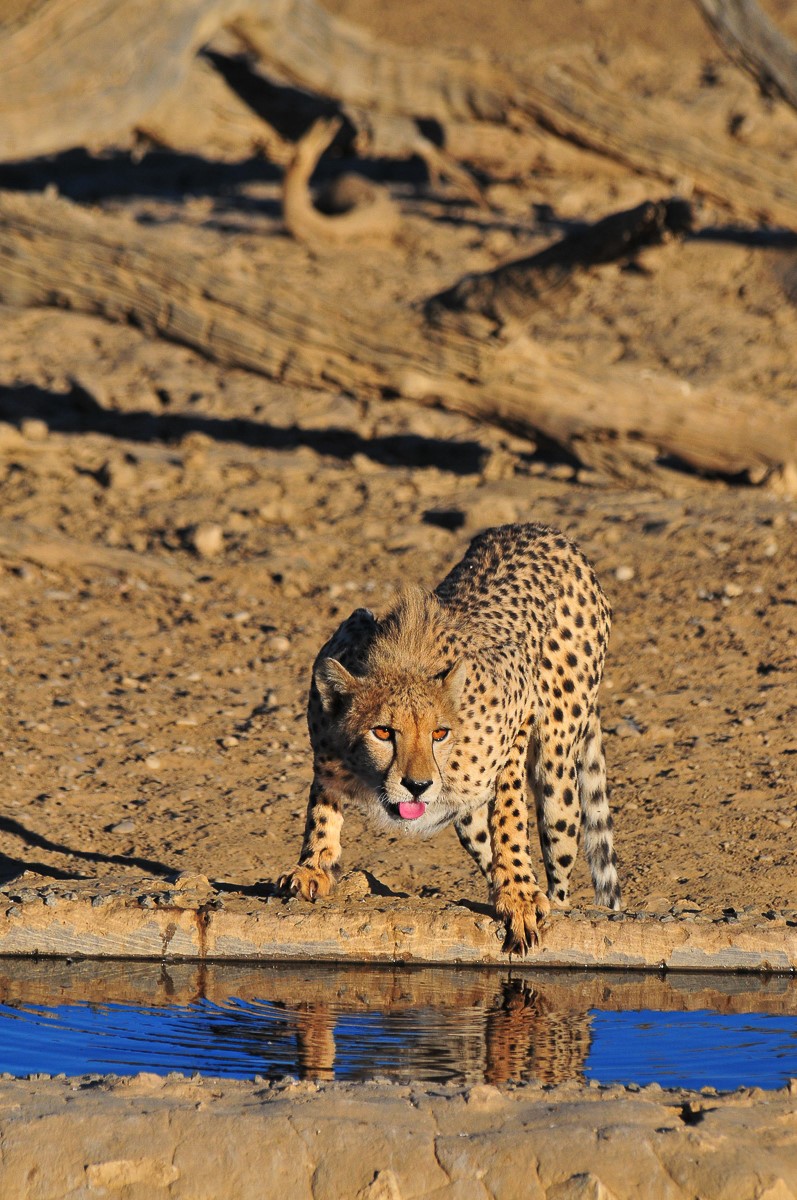 cheetah at Nossob waterhole
