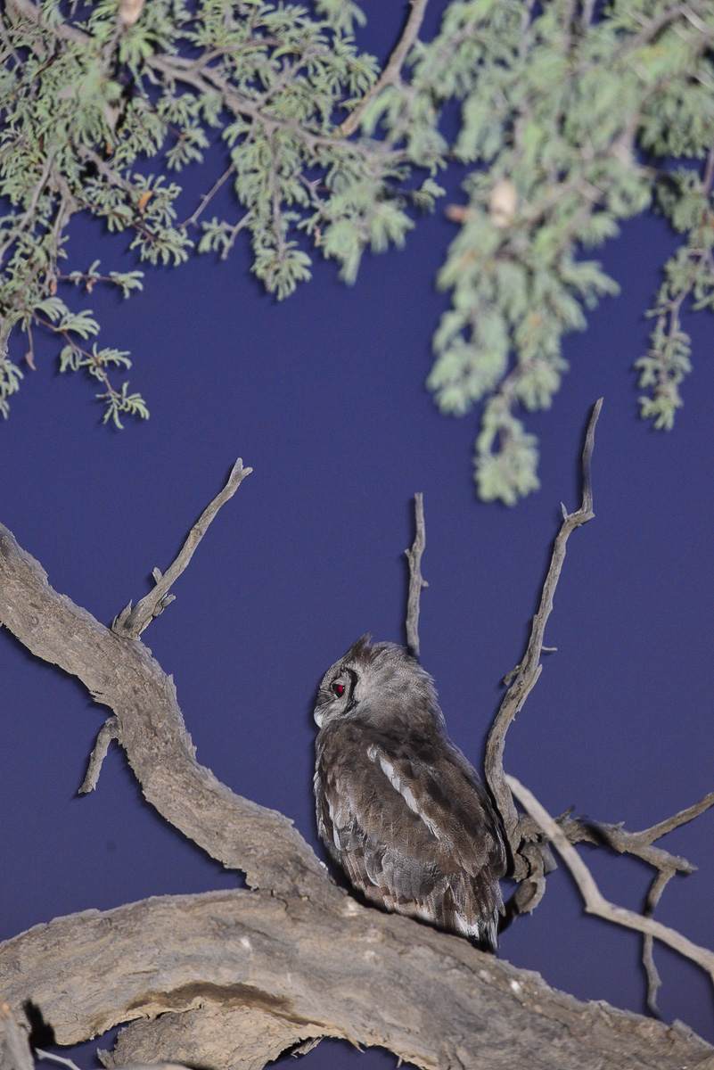 Giant eagle owl at Nossob hide