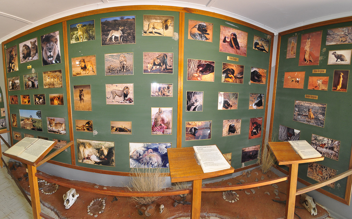 Nossob rest camps predator info centre