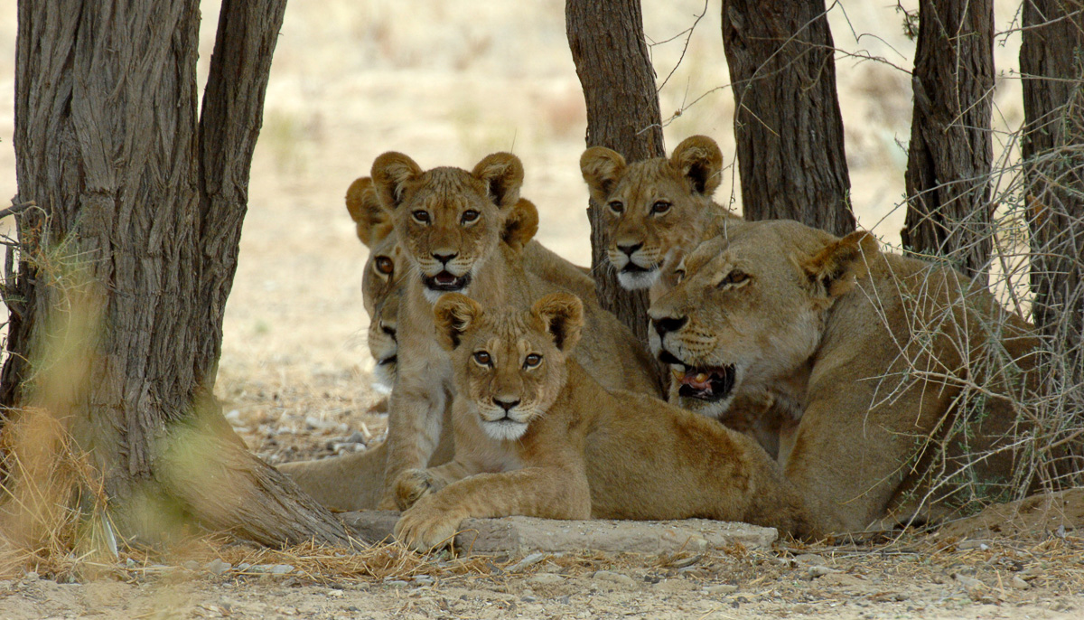 Lions at Rooikop waterhole near Nossob camp