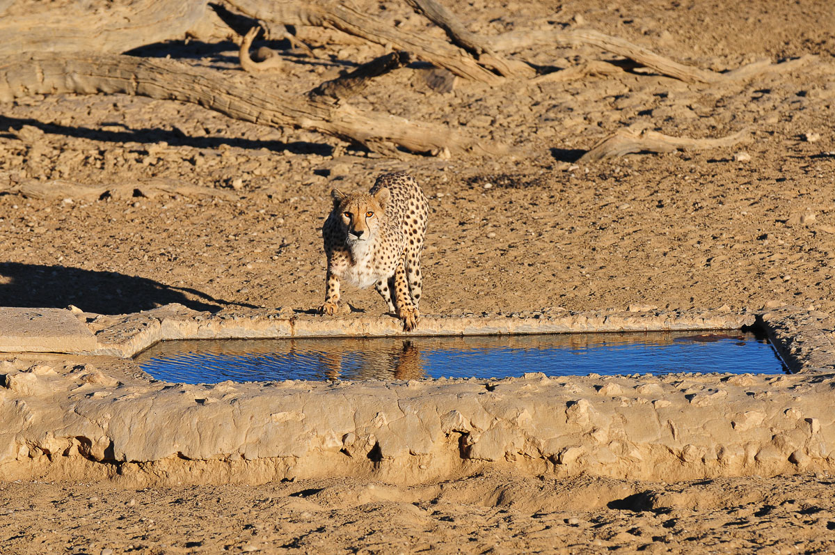 mother cheetah at the Nossob waterhole