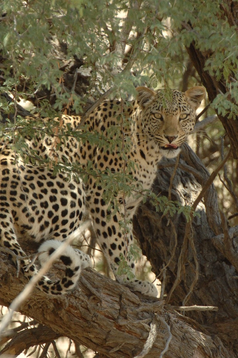 Nossob river leopard