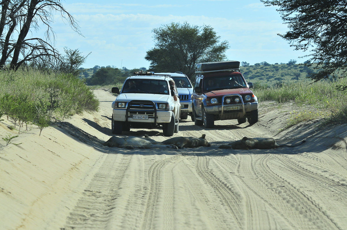 Nossob roadblock - lions lying in the road