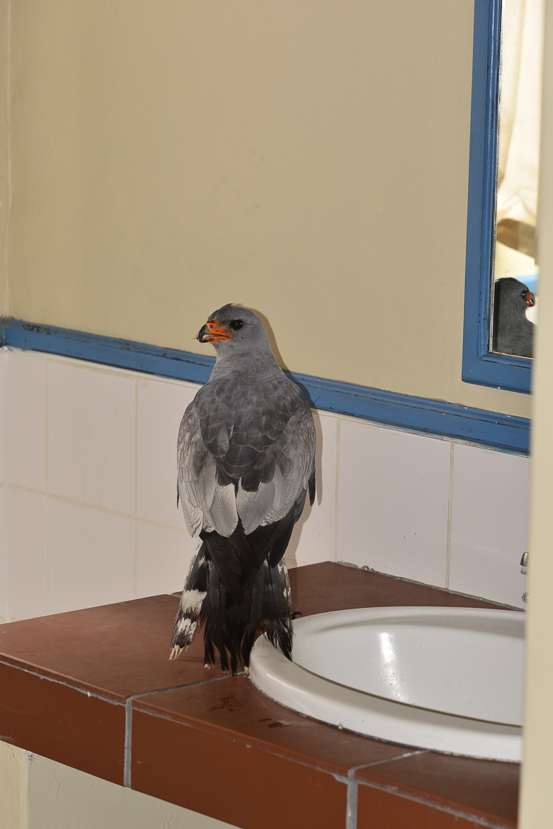 A visitor in our chalet bathroom in Nossob camp