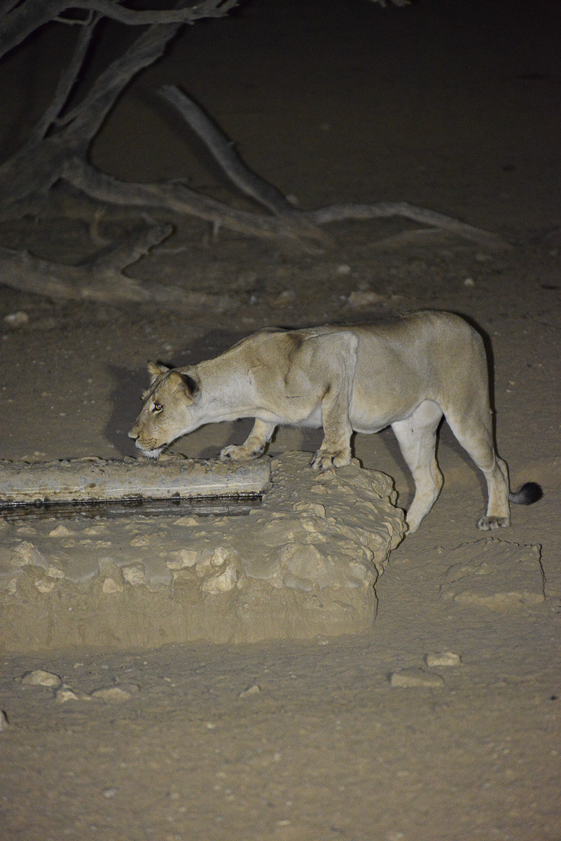 Lioness at Nossob waterhole at night