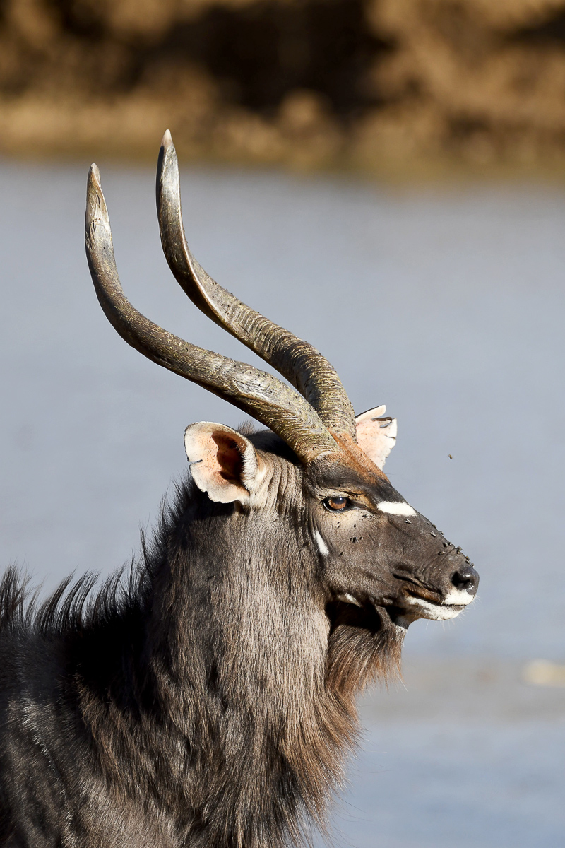 Nyala Bull at Punda waterhole