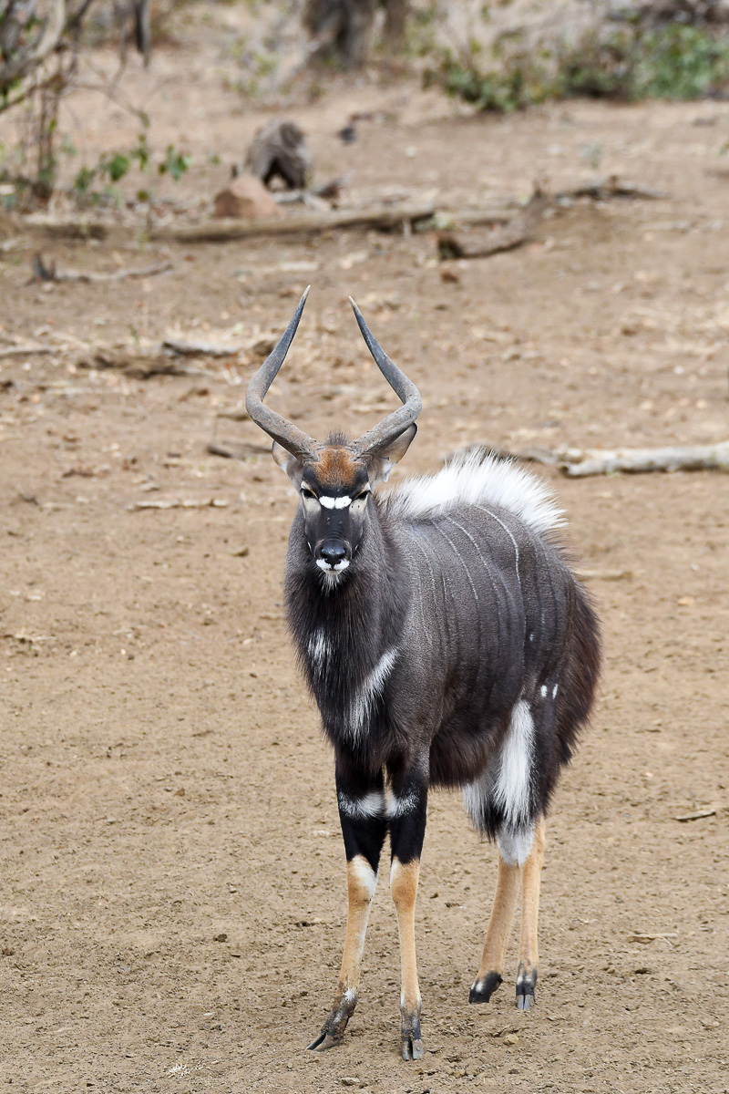 Nyala bull puffed up Punda