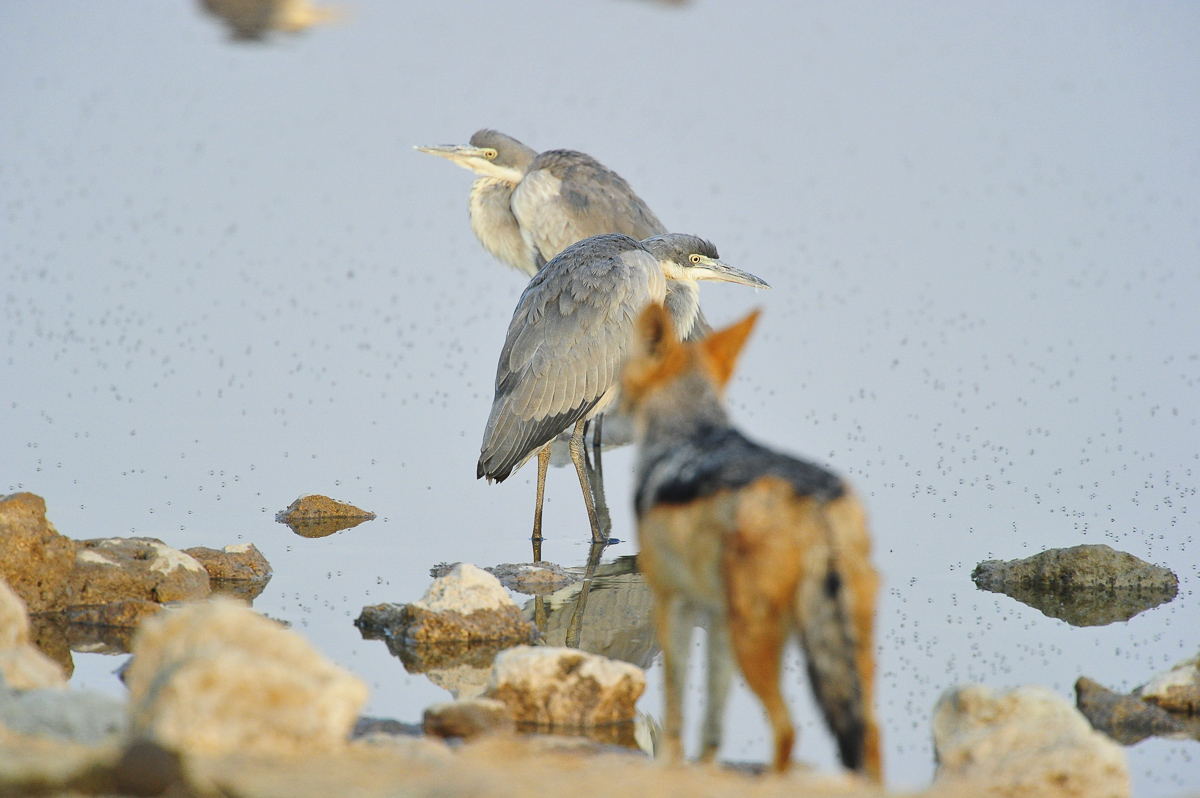 Black Back Jackal and herons at Okaukuejo waterhole