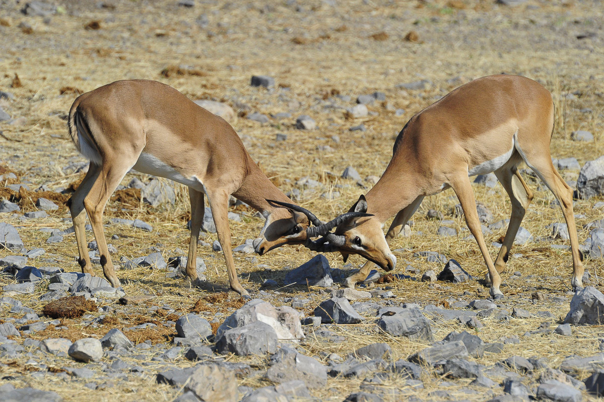 Black faced impala fighting at Okaukuejo