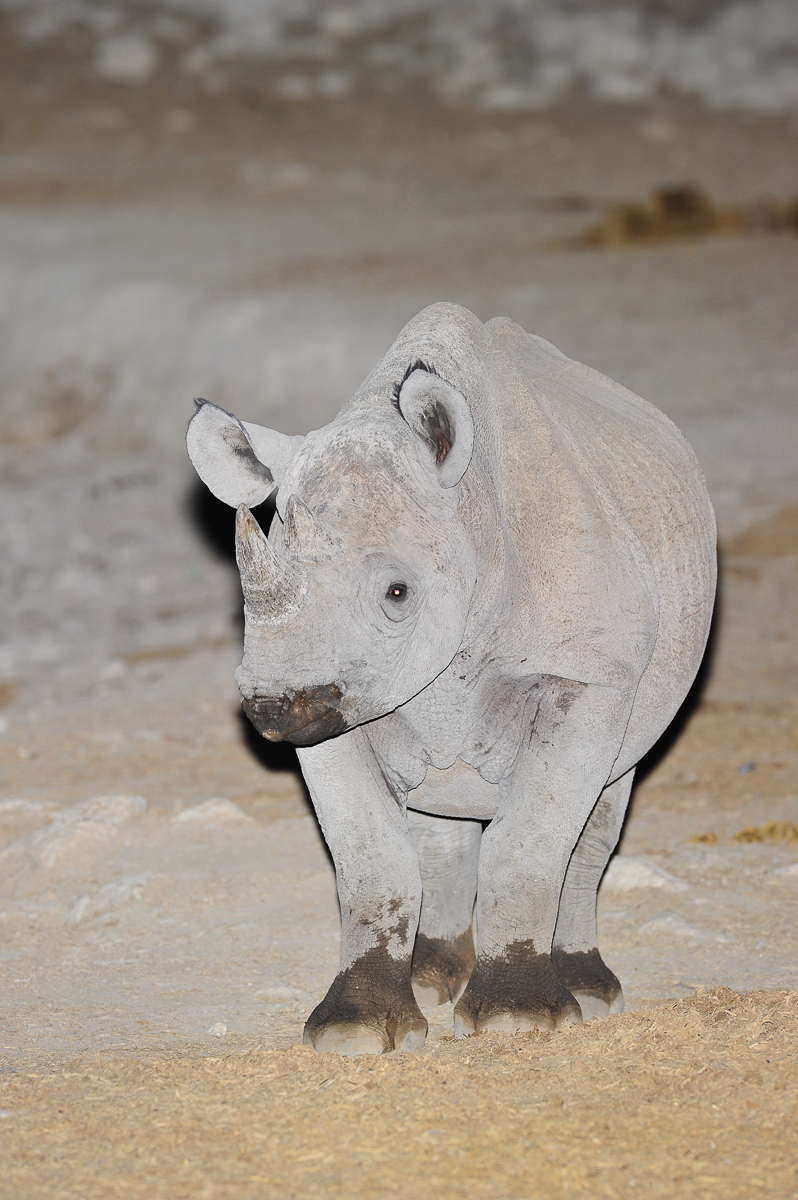 Black rhino at Okaukuejo