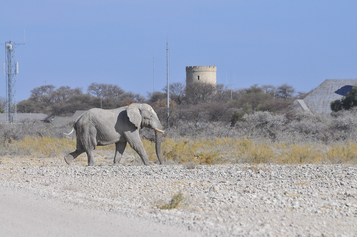 Elephant walking past Okaukuejo camp