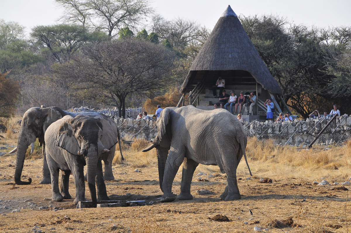 Elephants near the thatched seating area at Okaukuejo waterhole