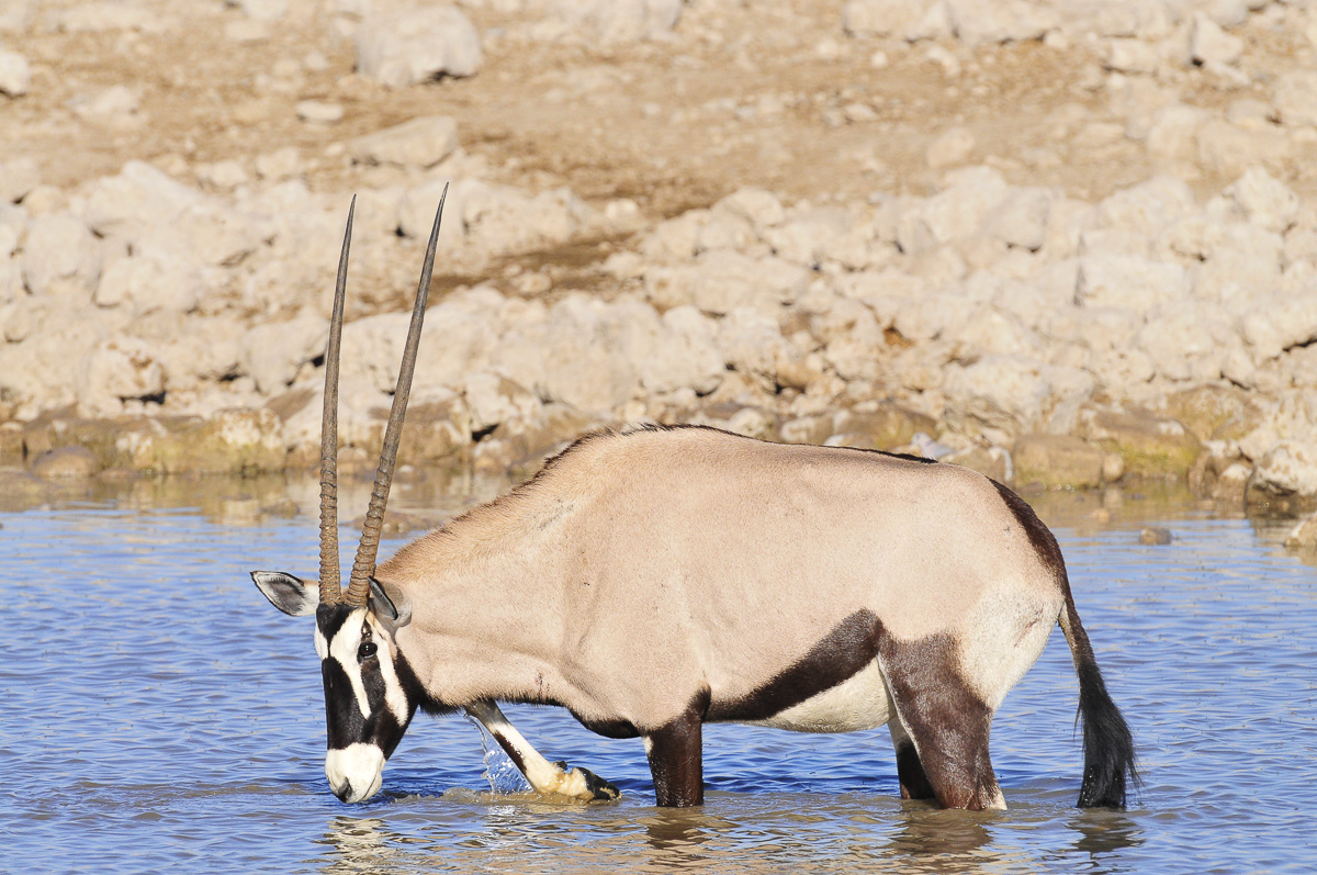 Gemsbok drinking in the Okaukuejo waterhole