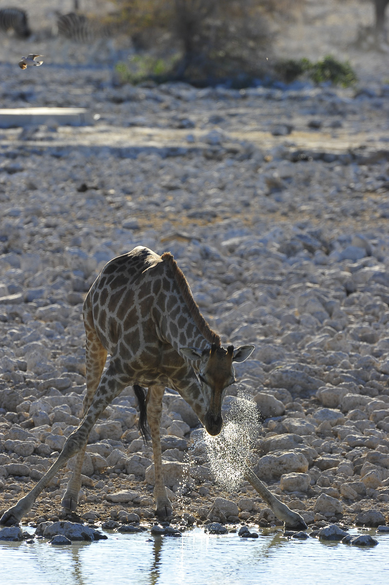 Giraffe drinking at Okaukuejo waterhole