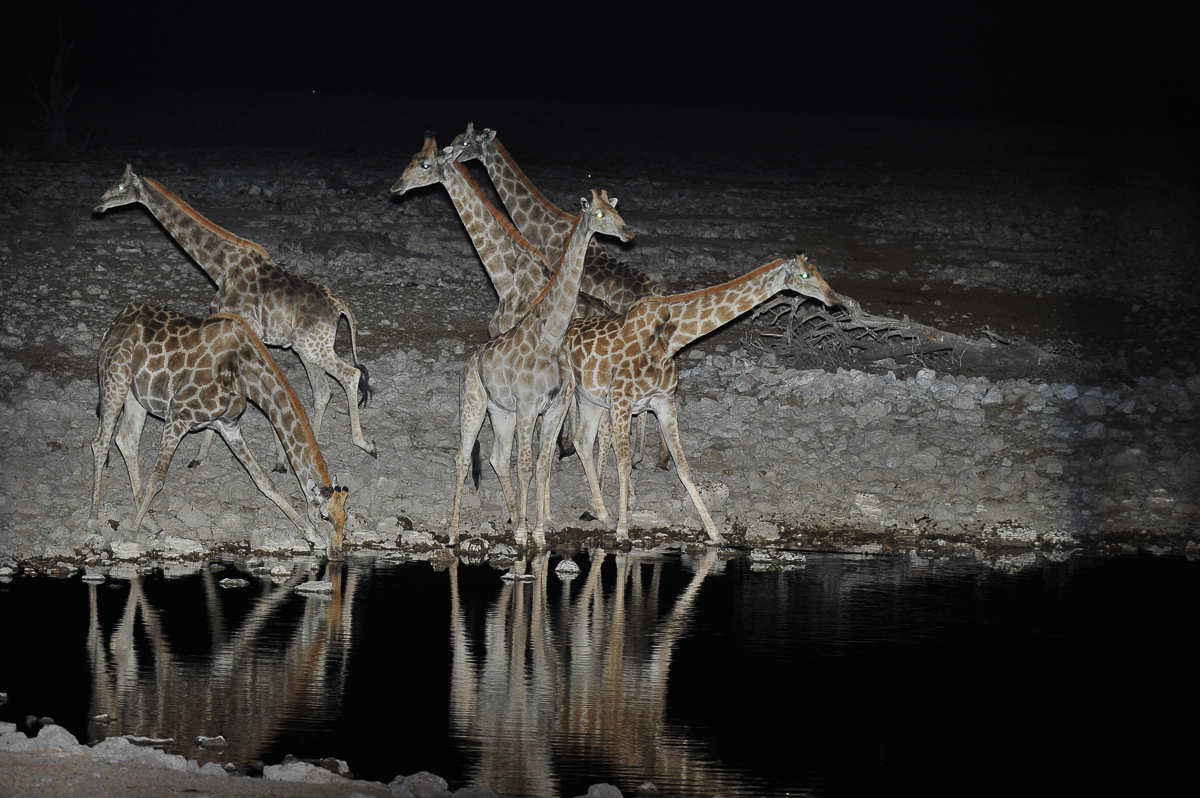 Giraffe drinking at Okaukuejo