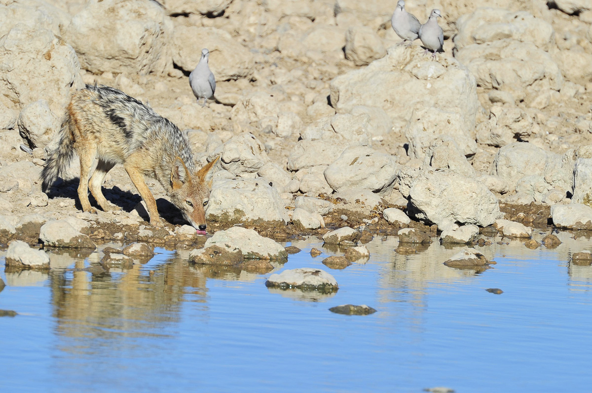 Jackal drinking at the waterhole in Etosha