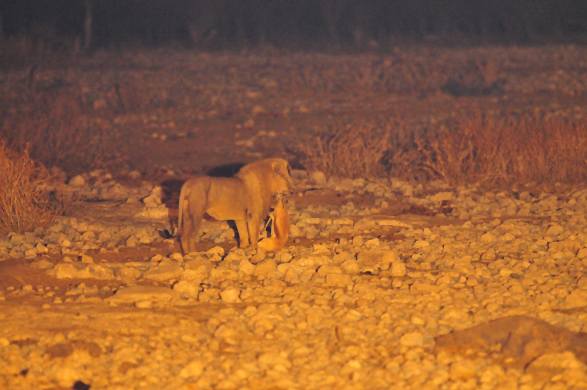 Okaukuejo Lion carrying his kill