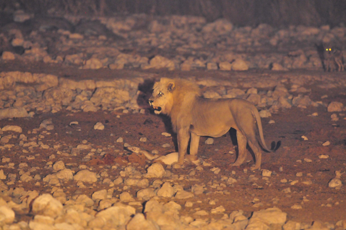 Lion with his springbok kill at Okaukuejo waterhole