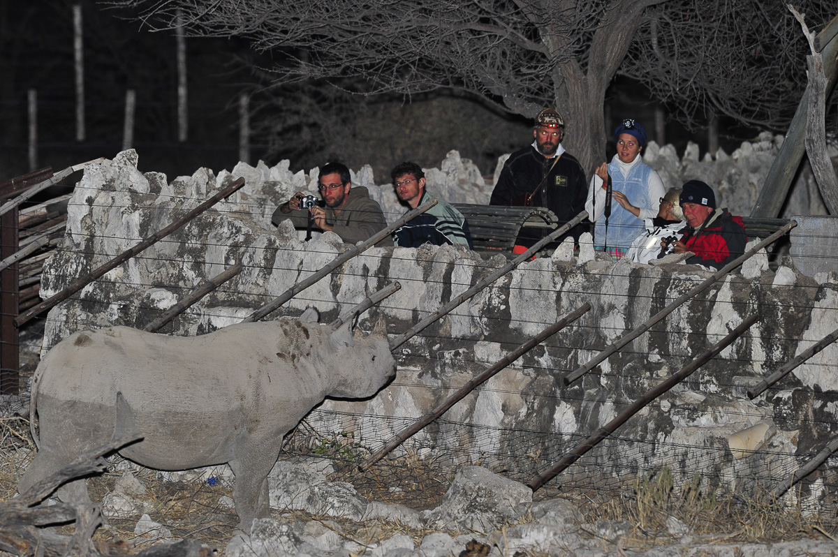 Black Rhino at the wall of the Okaukuejo waterhole