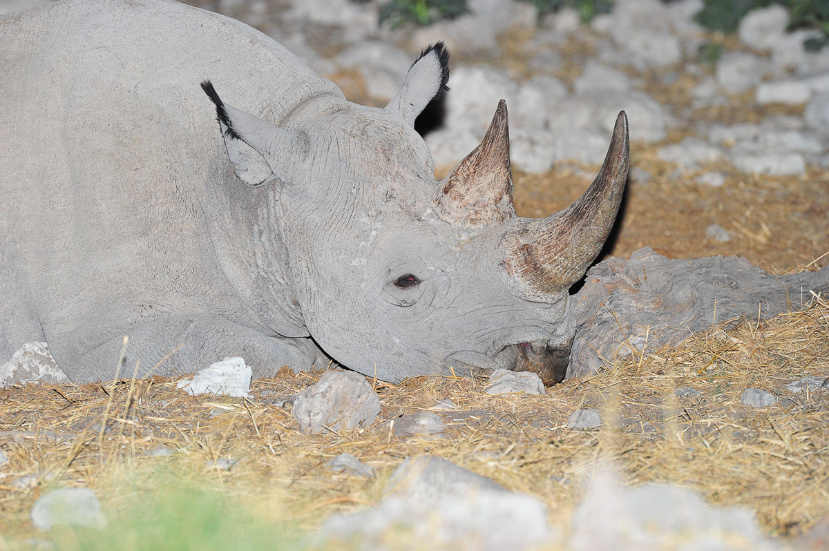 Sleeping black rhino at Okaukuejo
