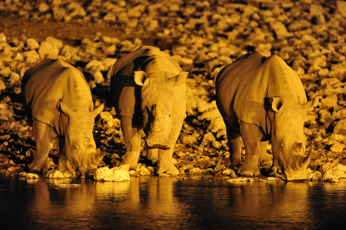 White Rhinos drinking in Etosha