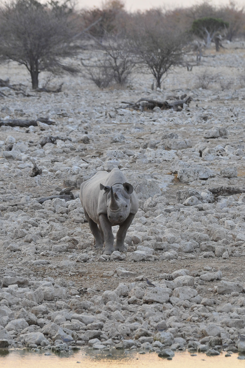 black rhino near Okaukuejo in Etosha