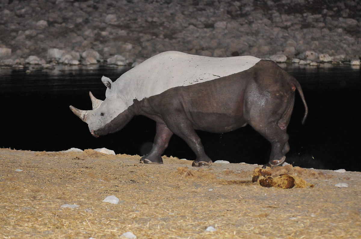 Two tone black rhino after taking a dip in the Okaukuejo waterhole