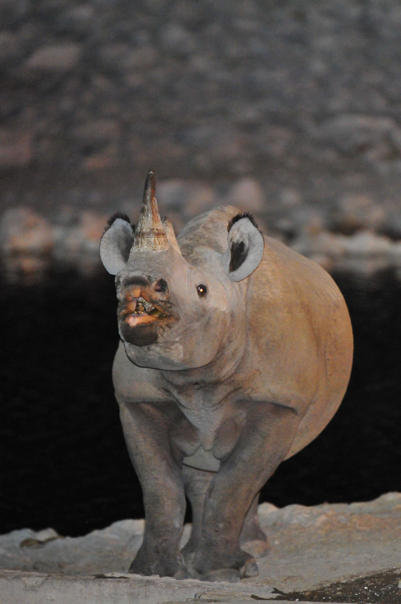 black rhino at Okaukuejo waterhole