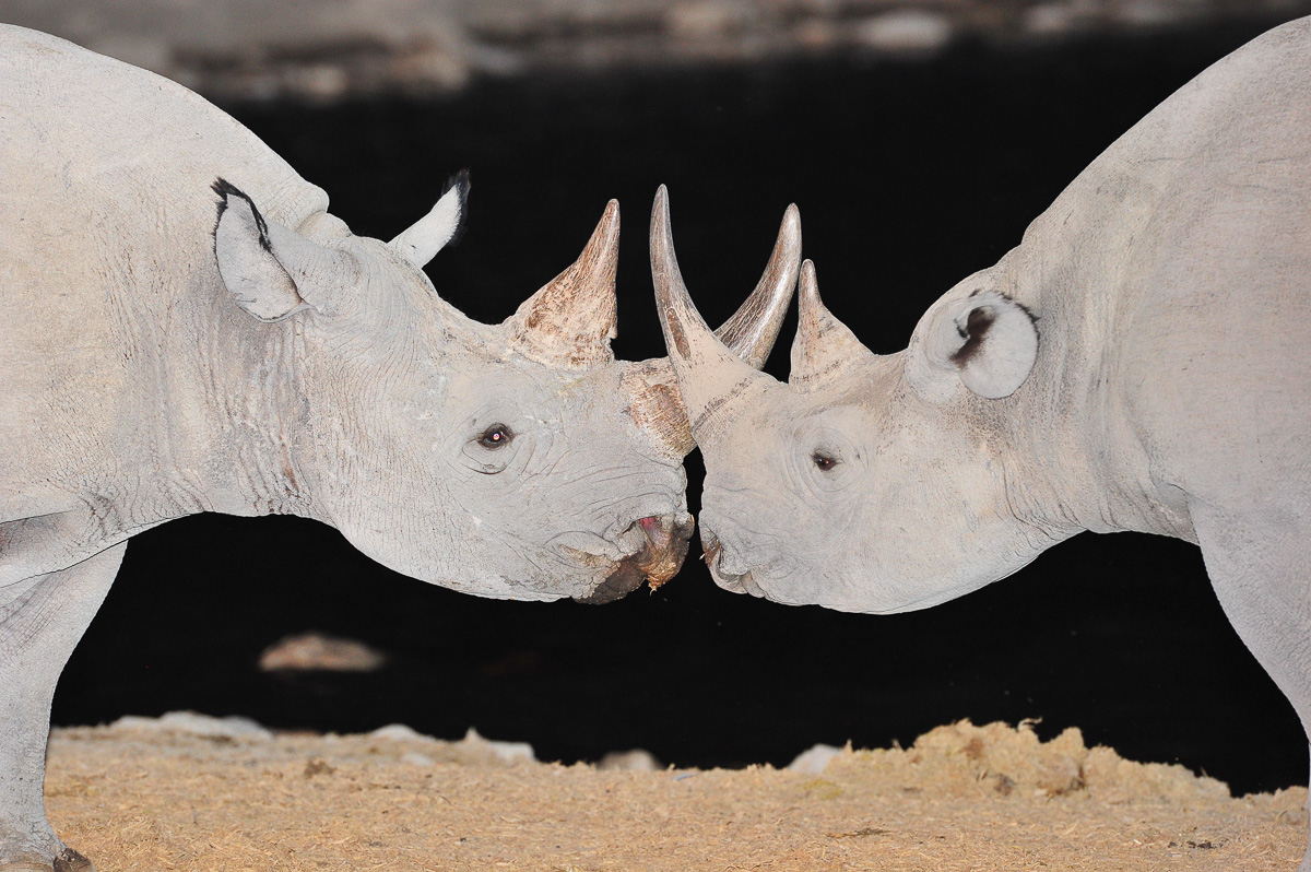 Black rhinos meeting at Okaukuejo waterhole