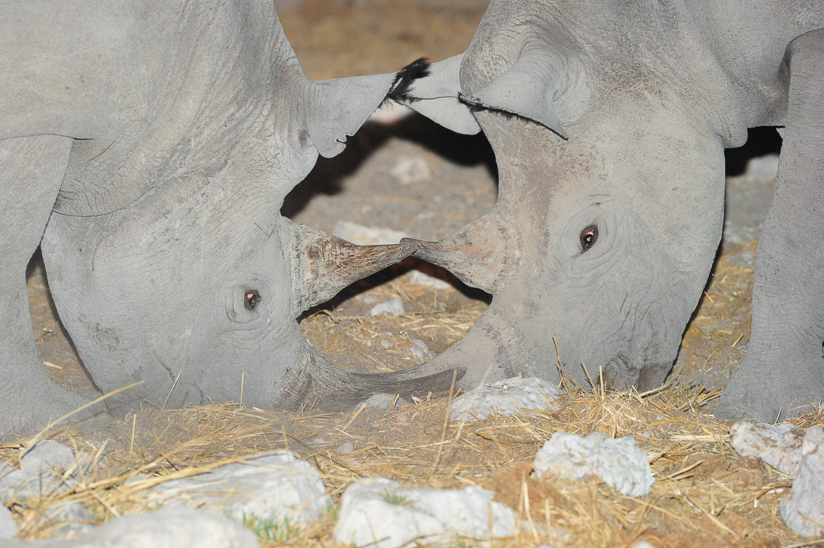 OK black rhinos interacting at Okaukuejo waterhole