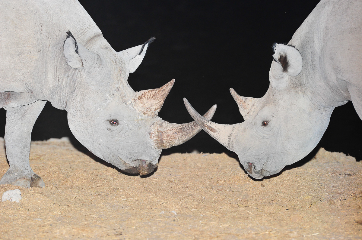 Black rhinos greeting at Okaukuejo waterhole