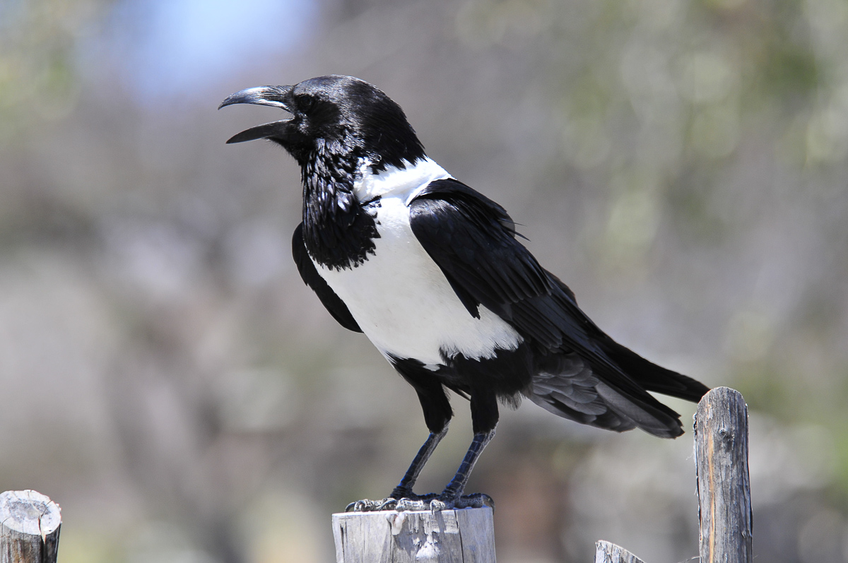 Pied Crow in Okaukuejo camp
