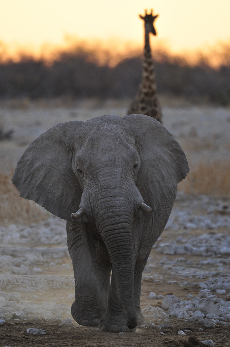 Elephant and Giraffe with the Sunset behind them at Okaukuejo waterhole