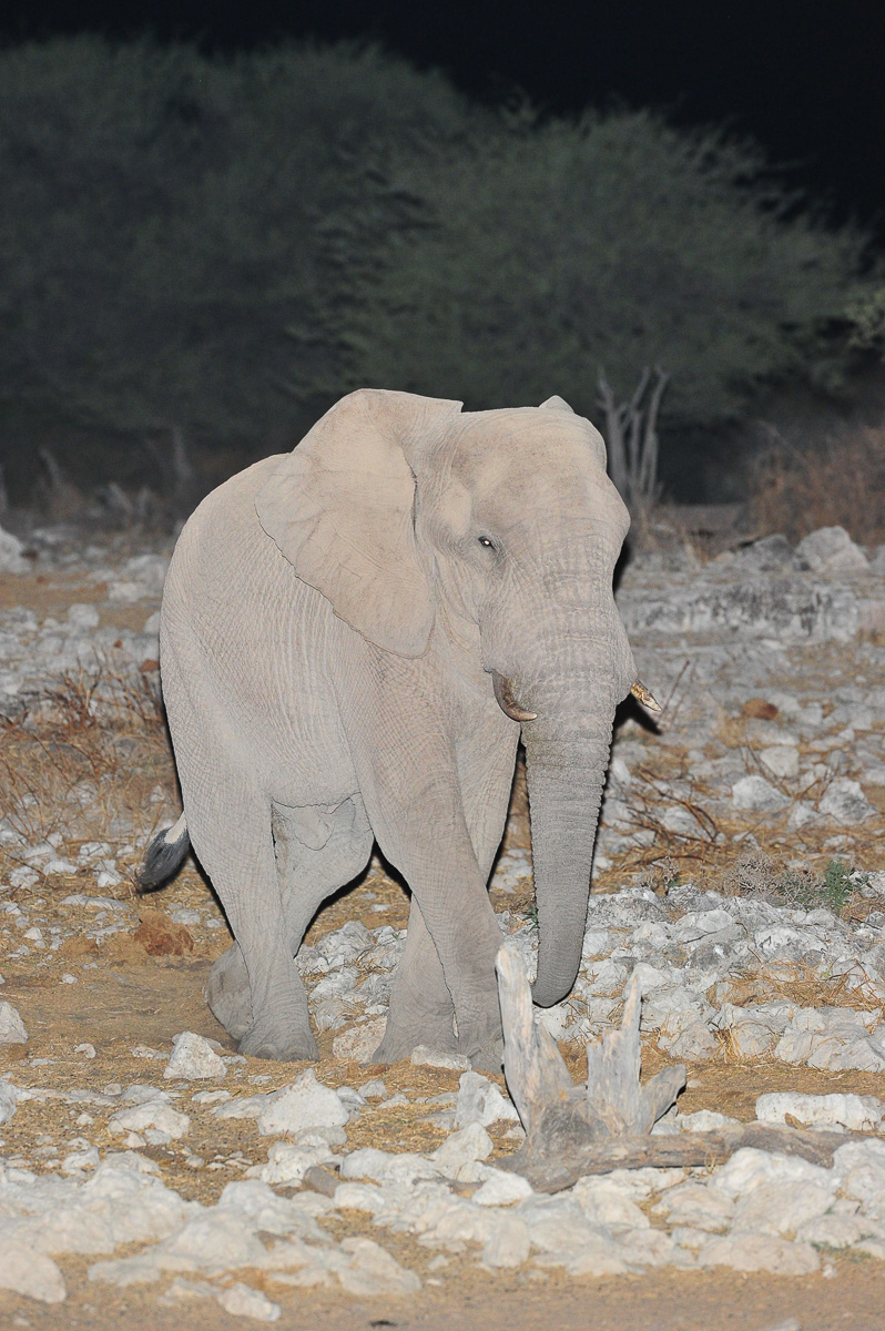 Elephant walking to the Okaukuejo waterhole