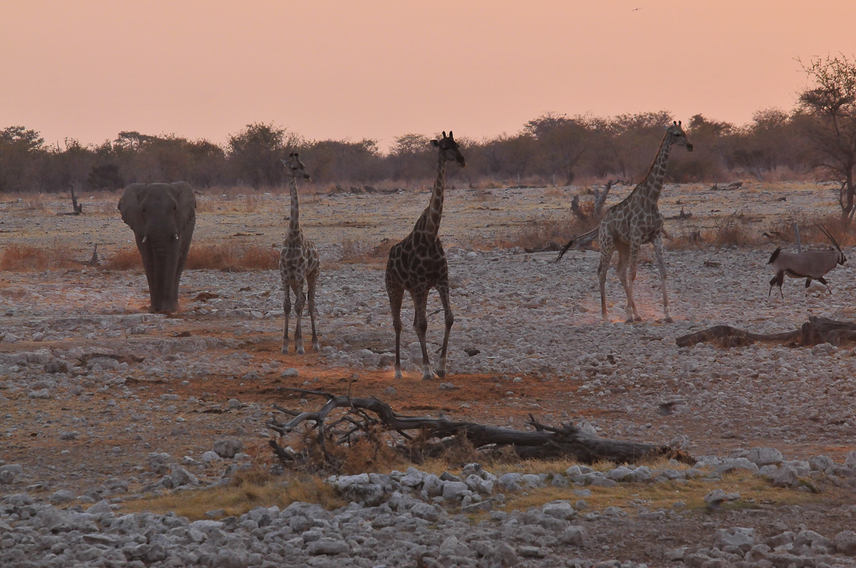 elephant and giraffes walking at sunset to Okaukuejo waterhole