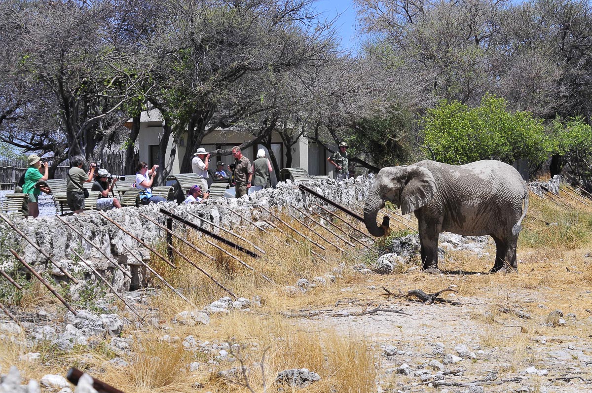 elephant entertaining guest at the wall